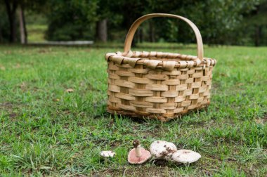 Ormanda çimlerin üzerinde mantar ve sepet