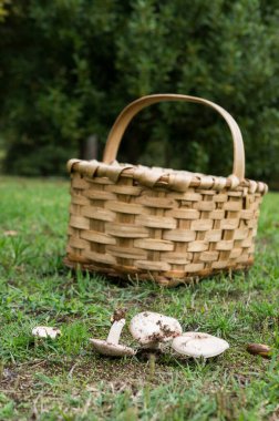 Ormanda çimlerin üzerinde bir sepet mantar.