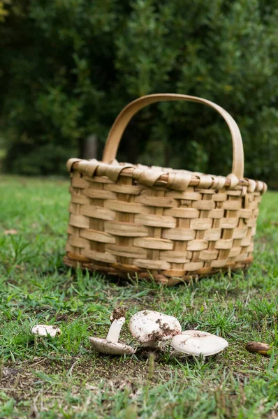 Ormanda çimlerin üzerinde bir sepet mantar.