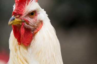 Sağlıklı görünümlü beyaz bir horozun profili parlak kırmızı bir tarakla Kümes hayvanları sağlığı ve hastalıkları önleme üzerine odaklanmayı temsil ediyor.