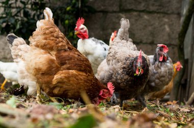 Serbest Çiftlik Tavukları ve Horozları Yapraklı Toprakta Yukarısı Görünümü
