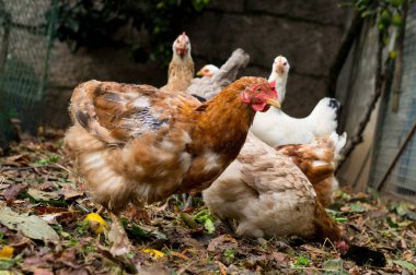 Rustik Ayarlarda Tırmalama ve Toplama sırasında Kameraya Bakan Serbest Range Tavuğu