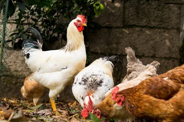 Canlı Serbest Çiftlik Horozu ve Organik Çiftlikte Yiyişen Karışık Tavuk Sürüsü