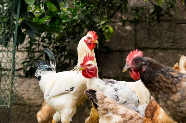 Canlı Serbest Çiftlik Horozu ve Organik Çiftlikte Yiyişen Karışık Tavuk Sürüsü