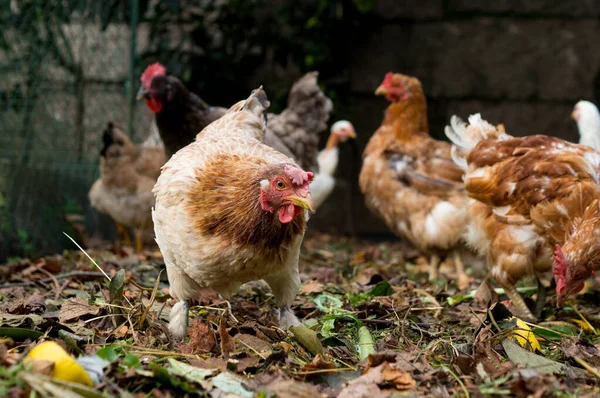 Güz Yaprakları ve Organik Enkazla Kaplanmış Esmer Tavuk Toprağının Yakın Çekimi