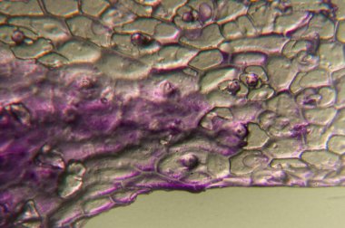 Hücresel yapısını ve kırmızı lahana pigmentlerini mikroskop altında gösteren bilim fotoğrafçılığı.