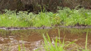 Bir çocuğun bisikletinin tekerlekleri toprak bir yolda büyük bir su birikintisini geçerken, arka planda yeşil çimenler ve yabani çiçekler olan bir su sıçrıyor..