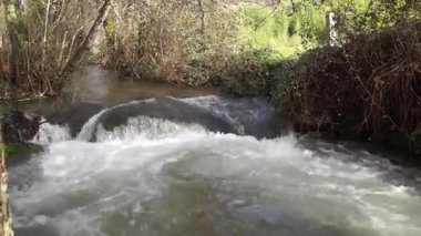 Beyaz köpüklerin kayaların üzerine düştüğü, doğal ortamda vahşi bitki ve orman ağaçlarıyla çevrili güçlü bir nehir akıntısının yakın çekimi..