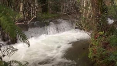 Yeşil eğreltiotu yaprakları ile çerçevelenmiş, yemyeşil bir ormanda küçük, güzel bir şelale ve arka planda uzun ağaçlar.