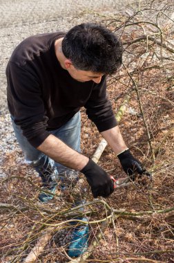 Çakıl taşı kaplı bir bahçedeki kuru asma dallarını budamaya odaklanmış bir adamın yukarıdan çekilmiş fotoğrafı..