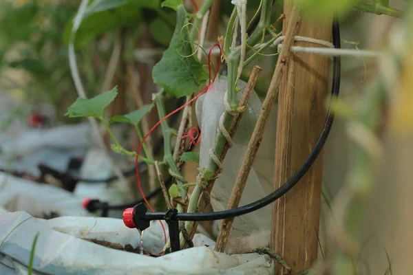 Gotas Água Sistema Irrigação Por Gotejamento Usado Para Regar Plantas Fotografia De Stock