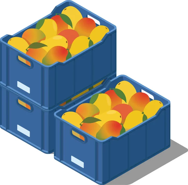 Sandıklar dolusu mango.