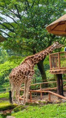 Zürafa platformda besleniyor