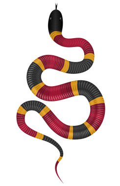 Coral snake vector illustration isolated vector