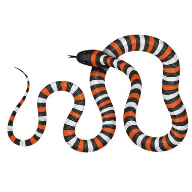 Coral snake vector illustration vector Coral snake vector illustration vector