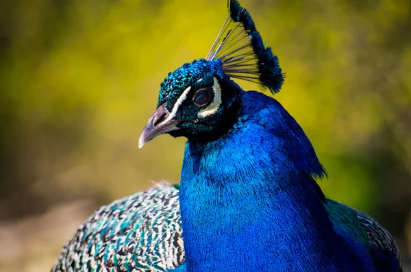 Peafowl blu indiano — Foto Stock