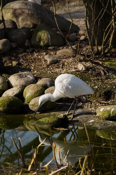 Little egret at pond — Stock Photo, Image