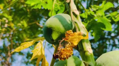 Bahçesinde papaya olan yeşil papaya ağacı.