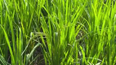 tarlada pirinç bitkisi