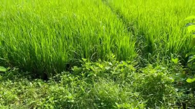 Yazın yeşil pirinç tarlası
