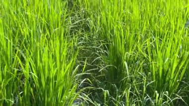 Pirinç tarlasında çeltik pirinç