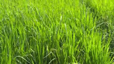 pirinç tarlaları yeşil pirinç