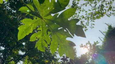 Ormanda yeşil yapraklar