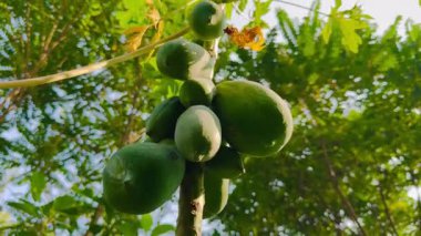Bahçedeki yeşil papaya
