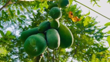 Ağaçtaki yeşil papaya. Meyveli papaya ağacı