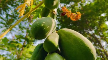Bahçesinde meyveler olan yeşil papaya ağacı.