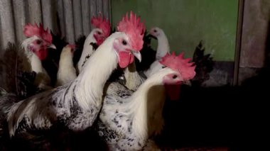 Tavuk kümes hayvanları bahçesinde, yaklaşın.