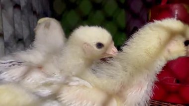 Kafesteki beyaz yavru tavuk.