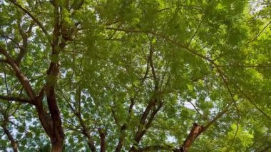 Ormanda yeşil yapraklar, doğa bitki örtüsü