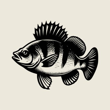 Ayrıntılı levrek balık vektör çizimi koyu siyah beyaz çizgi sanat tarzında. Balıkçılık temalı tişört baskıları, dövme tasarımları, açık hava spor logoları ve deniz sanatları için mükemmel. Yaratıcı projeler ve çıkartmalar için yüksek kaliteli vintage çizim ideali