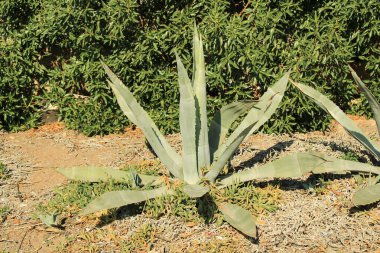 Agave American Asparagaceae Century Plant, American Agave