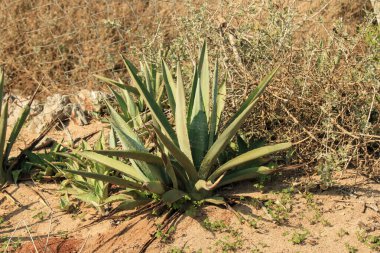 Agave sisalana  Asparagaceae  Sisal Agave, Sisal Plant