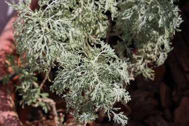 Artemisia ağaç merkezleri Asteraceae Ağacı Wormwood, Çalılık Wormwood, Gümüş Wormwood