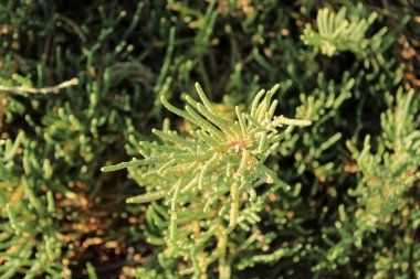 Arthrocaulon makrostachyum (syn. Sarkokornia fruticosa) Amaranthaceae Akdeniz Glasswort