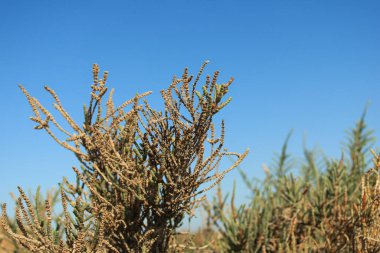 Arthrocaulon makrostachyum (syn. Sarkokornia fruticosa) Amaranthaceae Akdeniz Glasswort