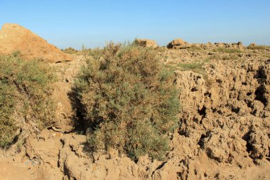 Arthrocaulon makrostachyum (syn. Sarkokornia fruticosa) Amaranthaceae Akdeniz Glasswort