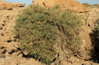 Arthrocaulon makrostachyum (syn. Sarkokornia fruticosa) Amaranthaceae Akdeniz Glasswort