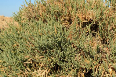 Arthrocaulon makrostachyum (syn. Sarkokornia fruticosa) Amaranthaceae Akdeniz Glasswort