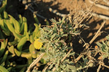 Asteriscus Graveolens Asteraceae Yellow Asteriscus, Akdeniz Daisy, Kıyı Papatyası