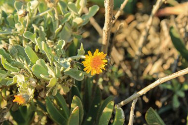 Asteriscus Graveolens Asteraceae Yellow Asteriscus, Akdeniz Daisy, Kıyı Papatyası