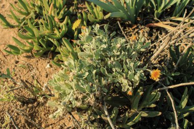 Asteriscus Graveolens Asteraceae Yellow Asteriscus, Akdeniz Daisy, Kıyı Papatyası