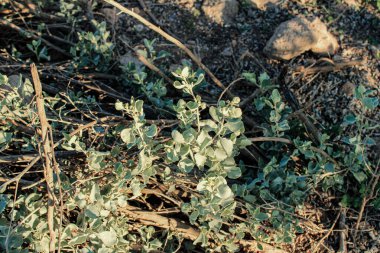 Atriplex halimus Amaranthaceae Akdeniz Saltbush, Deniz Orache, Shrubby Orache