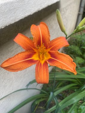 Portakal gülü, kaplan gülü, Hmrocalle fauve, Lys dun jour - Hemerocallis fulva - Asphodlaceae, Asphodelaceae