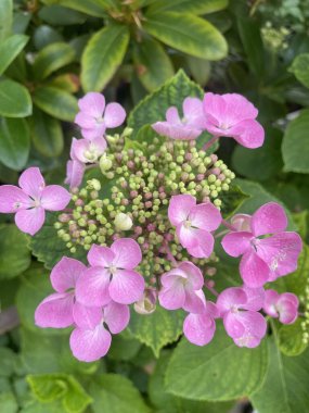 Lakap ortancası, Çin tatlı yaprağı, Bigleaf Ortancası, Hortensia grandes feuilles, Hydrangea grandes feuilles - Hydrangea makrophylla - Hydrangeaceae