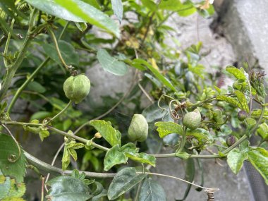 Ortak Tutku Çiçeği, Passiflore bleue, Passiflore bleutre - Passiflora caerulea Passifloraces, Passifloraceae