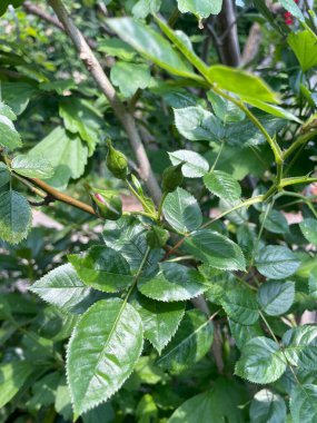 Melez gül, Rosier kokulu melez - Rosa odorata - Rosaceae, Rosaces